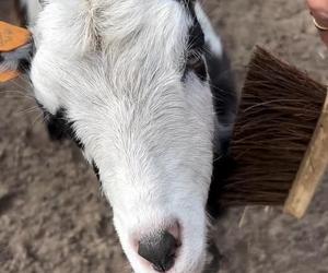 Zamiast dokarmiać, czochrają zwierzęta. Nowa atrakcja w lubińskim zoo