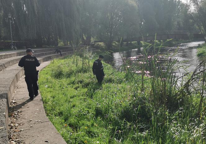 Mężczyzna WSKOCZYŁ do Drwęcy na terenie Brodnicy. Trwa akcja poszukiwawcza