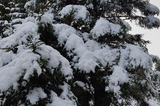 Zima w Karkonoszach! Góry przykryte śniegiem. Oto wasze zdjęcia z minionego weekendu