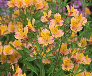 Alstroemeria