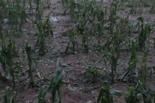 Zniszczone plantacje warzyw i owoców na Dolnym Śląsku. To był prawdziwy armagedon 