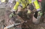 Nietypowa akcja strażaków-ochotników. Uratowali psa, którego głowa utknęła w… kanie po mleku