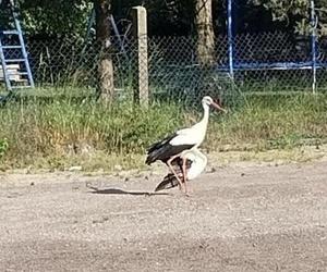 Ranny bocian z Tąpkowic