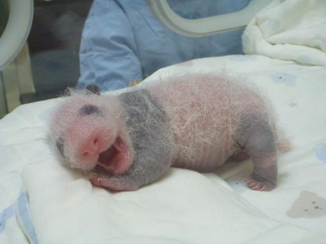 Panda wielka w zoo w Tajpej