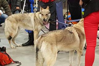 Tysiące psów i odwiedzających. II Międzynarodowa wystawa Psów Rasowych odbyła się w Bydgoszczy