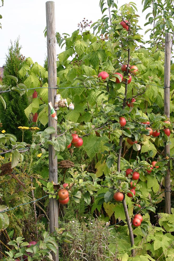 Drzewa i krzewy owocowe - jakie odmiany wybrać do przydomowego sadu? Ekspert radzi