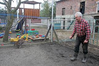 Kangur Filip szuka żony