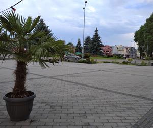 Rynek w Tomaszowie Lubelskim