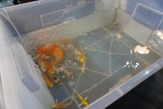 Targi Egzotyczne Zwierzęta w Szczecinie