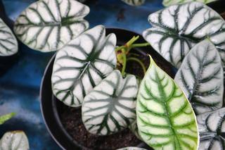 Alokazja Baginda “Silver Dragon”