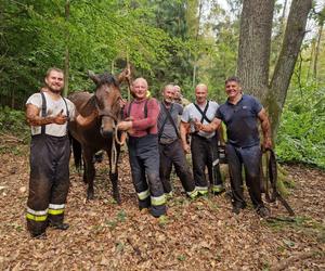 Nietypowe interwencje służb. Strażacy-ochotnicy uratowali stado koni, a strażnicy miejscy sarenki