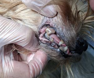 Nie żyje właścicielka pseudo hodowli w Bydgoszczy! 85 psów żyło w strasznych warunkach