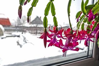 Grudnik nie kwitnie? Poznaj najczęstsze przyczyny