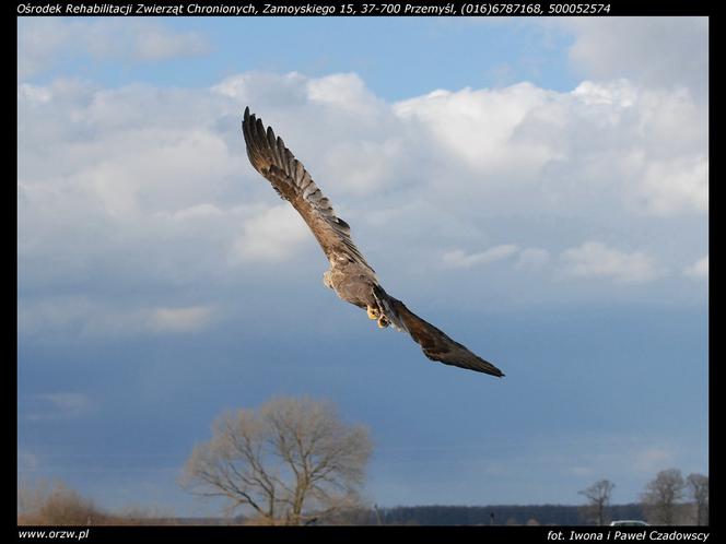 Uratowali zatrutego orła