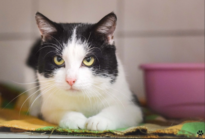 Kot do adopcji w zielonogórskim schronisku