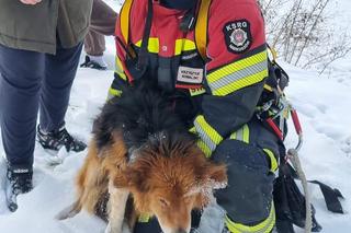 Lubelskie: Piesek nie mógł się wydostać z zamarzniętego stawu. Na pomoc ruszyli strażacy