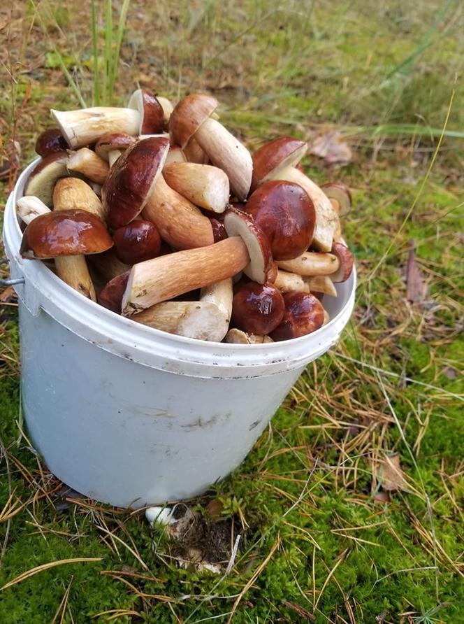 Wielkie grzybobranie w Toruniu i okolicach. Zobaczcie wspaniałe zbiory