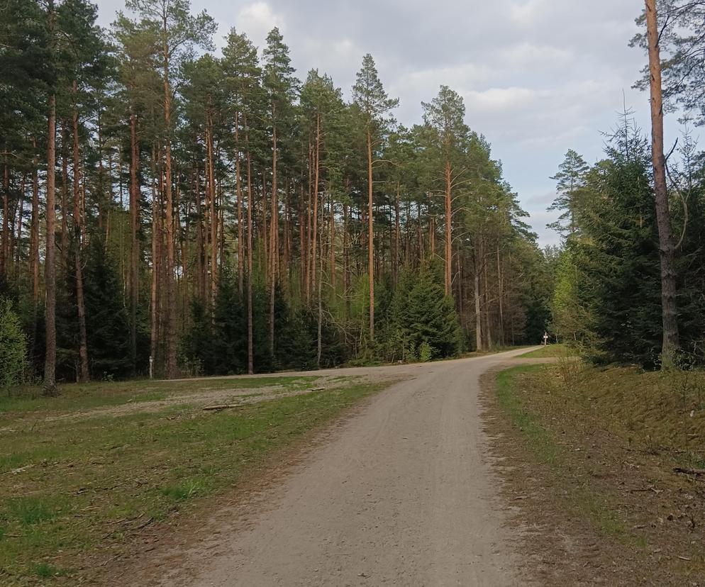 Las w Olsztynie