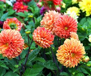 Dalia ogrodowa - Dahlia × cultorum