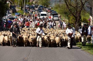 Mieszanie owiec w Koniakowie odbywa się każdego roku na wiosnę