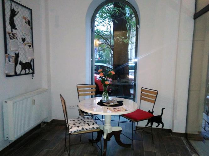 Katowice: Pierwsza na Śląsku Kocia Kawiarnia działa już trzy tygodnie! [ZDJĘCIA]