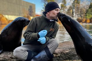 Bohater zwierząt z Wrocławia. Paweł Borecki ratuje pingwiny w Afryce 