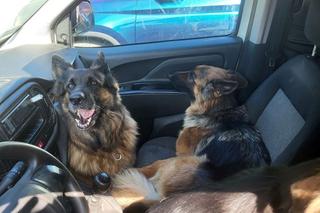 Zostawił je rozgrzanym jak piekarnik aucie na 6 godzin! Gdy je uwolnili, rzuciły się na wodę