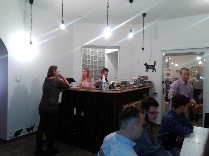 Katowice: Pierwsza na Śląsku Kocia Kawiarnia działa już trzy tygodnie! [ZDJĘCIA]