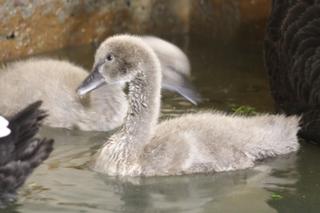 Maluszki w warszawskim ZOO