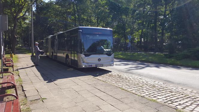 Pierwszy kurs autobusu przegubowego w Grudziądzu