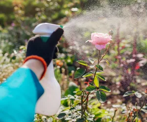 Domowy sposób na zwalczanie mączniaka w róży. Znakomity i tani trik na pozbycie się chorób grzybowych z roślin