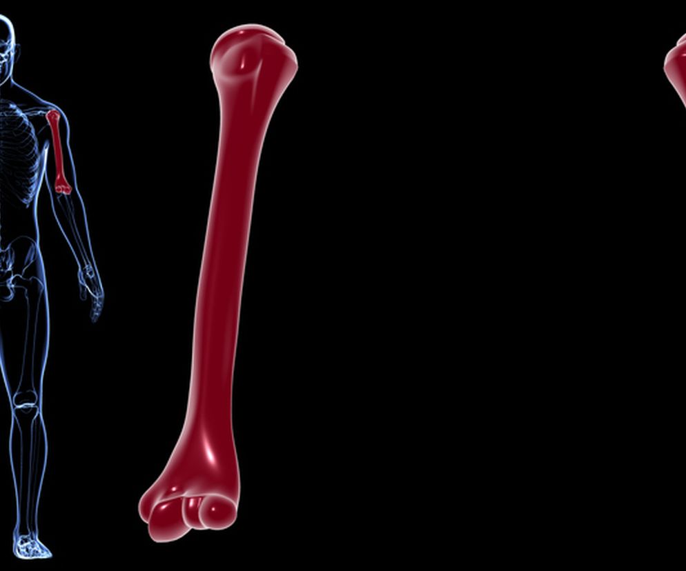 Kość ramienna - budowa, funkcje, złamania