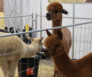 ZooPark ponownie przyciągnął do Targów Lublin tłumy miłośników zwierząt
