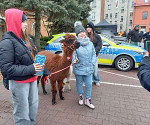 33. Finał WOŚP w Ostrzeszowie [FOTKI]