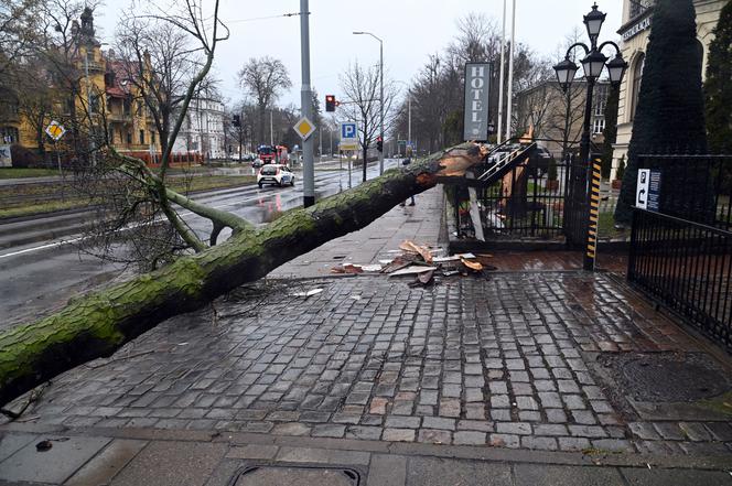 Połamane drzewa w Szczecinie