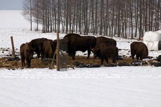 Żubry wyjadają nam jedzenie