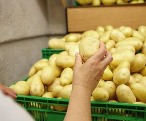 Nadwyżka plonów w regionie. Podkarpacka Izba Rolnicza mówi o klęsce urodzaju i apeluje o zakupy bezpośrednio u rolników