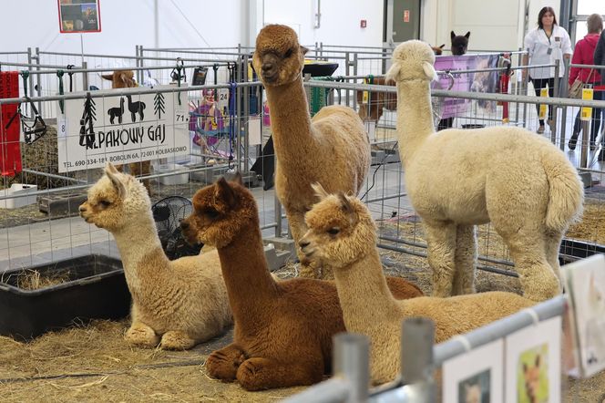 ZooPark ponownie przyciągnął do Targów Lublin tłumy miłośników zwierząt