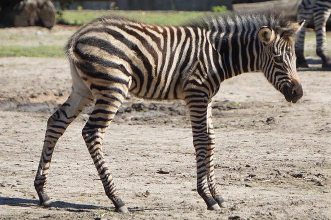 Zoo Wrocław: Zebry Chapmana dołączają do wybiegu! Zobacz Bezę i Borówkę