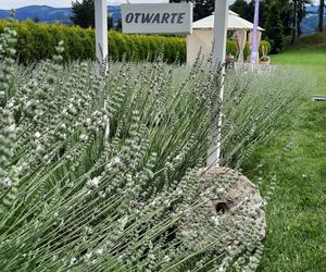 Najwyżej położona plantacja lawendy w Polsce leży w Małopolsce. Zdobi serce Pienin 