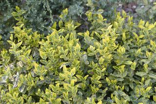 Trzmielina Fortune'a 'Canadale Gold' - Euonymus fortunei ‘Canadale Gold’