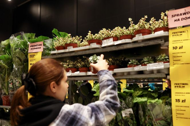 Festiwal roślin odbywa się w Katowicach