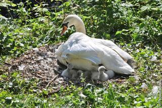 Cud narodzin w łabędzim gnieździe! W centrum Bydgoszczy wykluło się sześć piskląt [ZDJĘCIA]