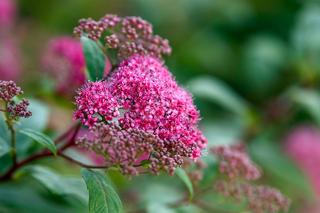 Krzewy kwitnące w czerwcu. Zdjęcia