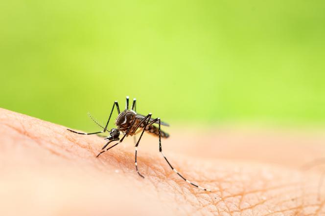 Choroby przenoszone przez komary