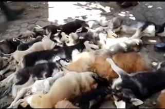 Masakra psów na Bali