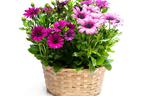 Osteospermum
