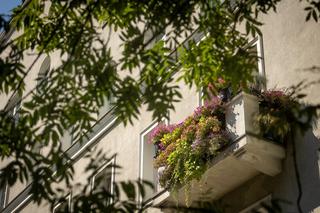 Konkurs Warszawa w kwiatach