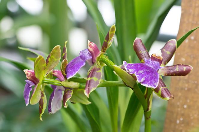 Storczyk Zygopetalum