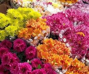 Przygotowania do Wszystkich Świętych Zamość